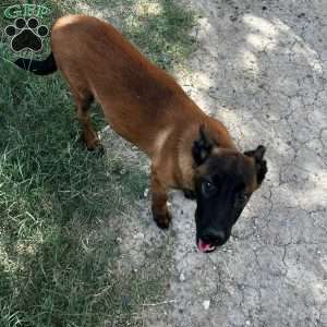 Houston, Belgian Malinois Puppy