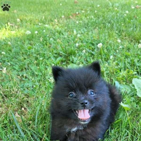 Leno, Pomeranian Puppy