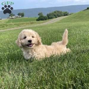 Darrin, Dachshund Mix Puppy
