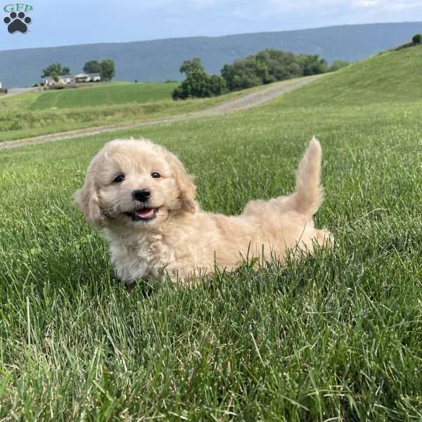 Darrin, Dachshund Mix Puppy