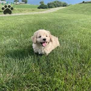 Darrin, Dachshund Mix Puppy