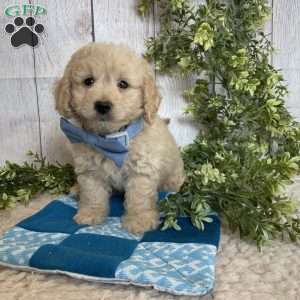 Darrin, Dachshund Mix Puppy
