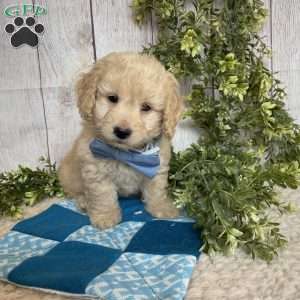 Darrin, Dachshund Mix Puppy
