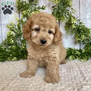 Davy, Dachshund Mix Puppy