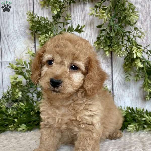Davy, Dachshund Mix Puppy
