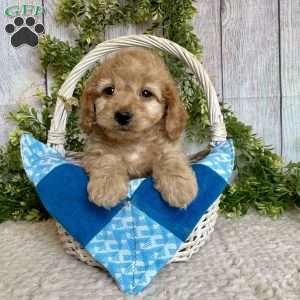 Davy, Dachshund Mix Puppy