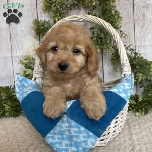 Davy, Dachshund Mix Puppy