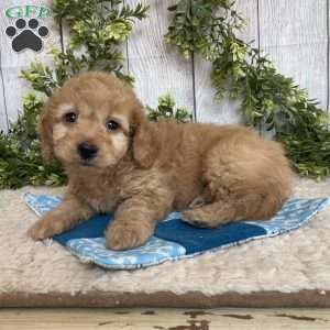Davy, Dachshund Mix Puppy