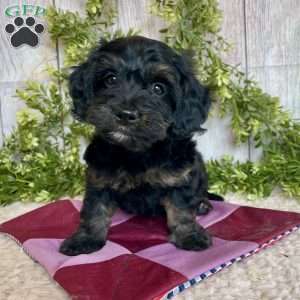 Dolly, Dachshund Mix Puppy