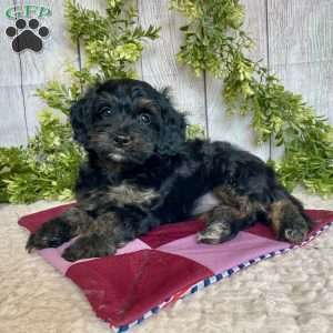 Dolly, Dachshund Mix Puppy