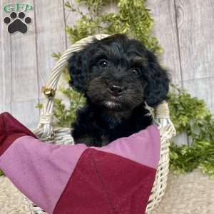 Dolly, Dachshund Mix Puppy