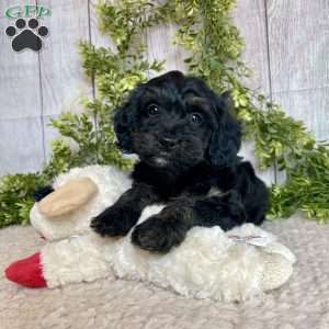 Dolly, Dachshund Mix Puppy