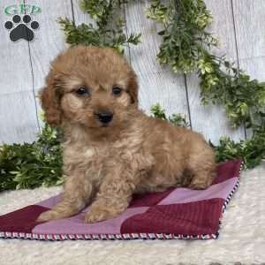 Dena, Dachshund Mix Puppy
