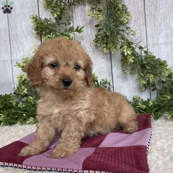 Dena, Dachshund Mix Puppy