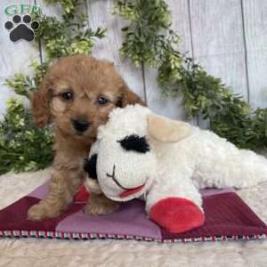 Dena, Dachshund Mix Puppy