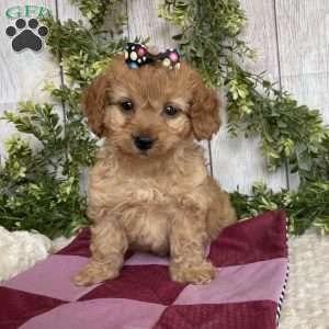 Dena, Dachshund Mix Puppy