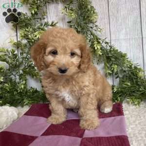 Debbie, Dachshund Mix Puppy