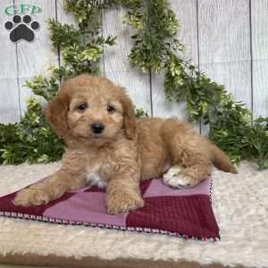 Debbie, Dachshund Mix Puppy