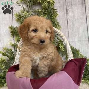 Debbie, Dachshund Mix Puppy