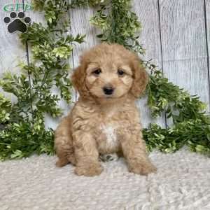 Debbie, Dachshund Mix Puppy