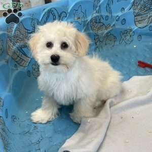 Merlin, Coton de Tulear Puppy