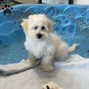Merlin, Coton de Tulear Puppy