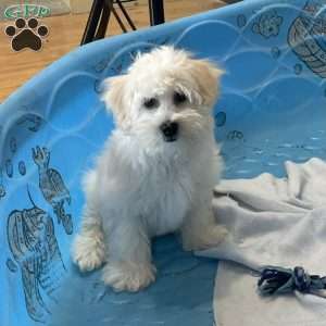 Merlin, Coton de Tulear Puppy