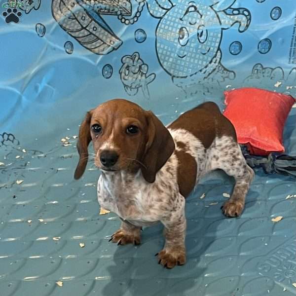 Kris, Dachshund Puppy