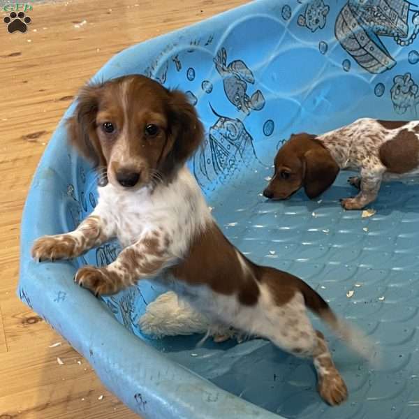 Kurt, Dachshund Puppy