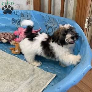 Jesse, Havanese Puppy