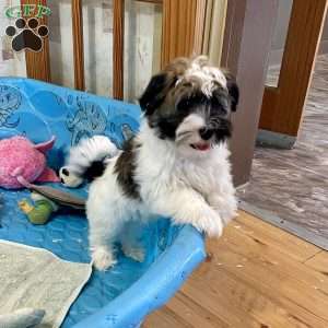 Jesse, Havanese Puppy