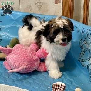 Jesse, Havanese Puppy