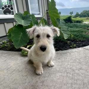 Casper, Scottish Terrier Puppy