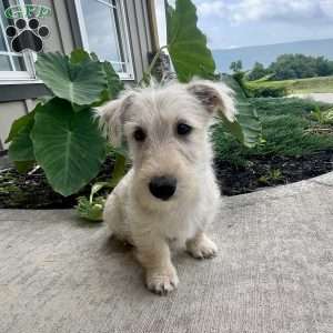 Casper, Scottish Terrier Puppy