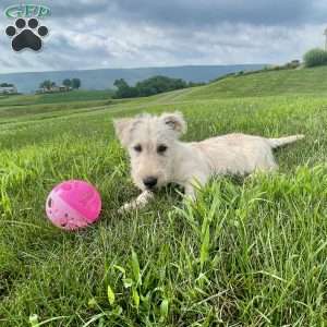 Casper, Scottish Terrier Puppy