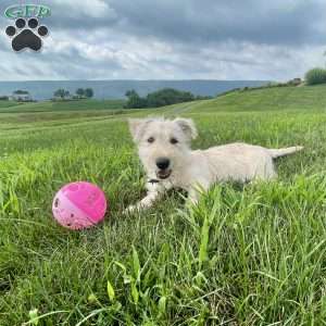 Casper, Scottish Terrier Puppy