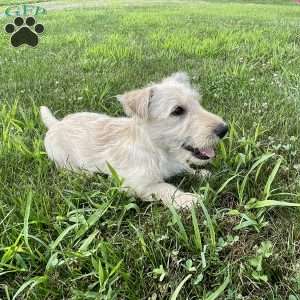 Casper, Scottish Terrier Puppy