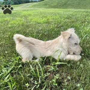 Casper, Scottish Terrier Puppy
