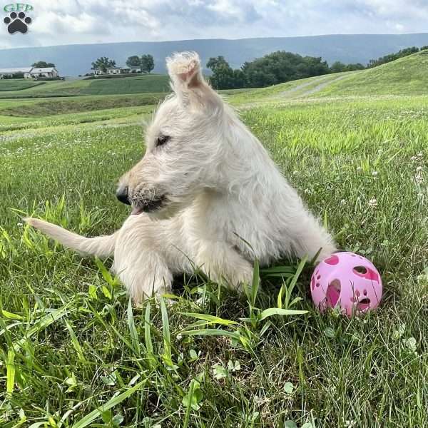 Casper, Scottish Terrier Puppy