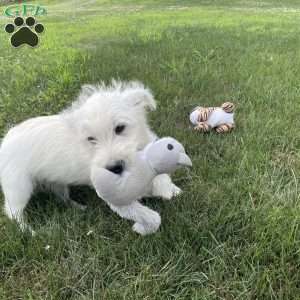 Parker, West Highland Terrier Puppy