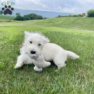 Parker, West Highland Terrier Puppy