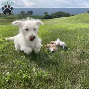 Parker, West Highland Terrier Puppy