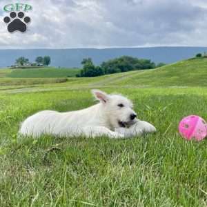 Parker, West Highland Terrier Puppy