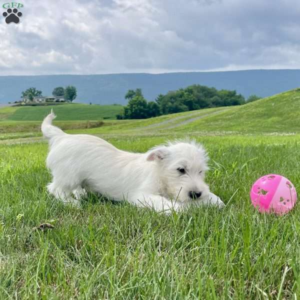 Parker, West Highland Terrier Puppy
