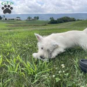 Parker, West Highland Terrier Puppy