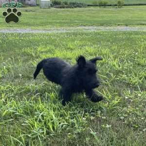 Cubit, Scottish Terrier Puppy