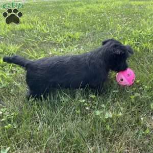Cubit, Scottish Terrier Puppy