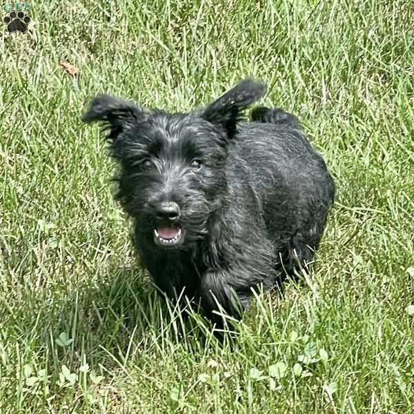 Cubit, Scottish Terrier Puppy