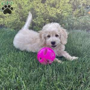 Darrin, Dachshund Mix Puppy
