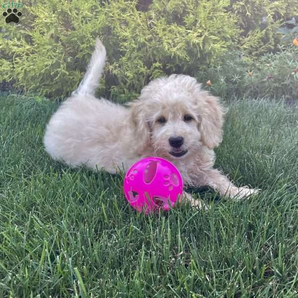 Darrin, Dachshund Mix Puppy